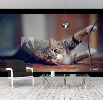 Picture of Striped cat with white paws plays on a carpet